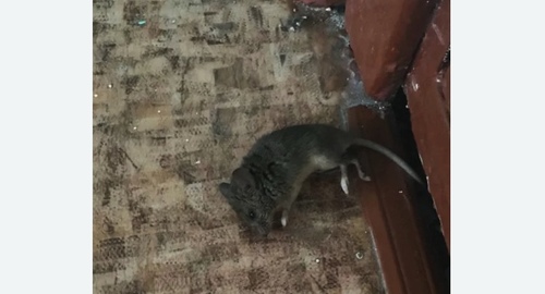 Дезинфекция от мышей в Бахчисарае