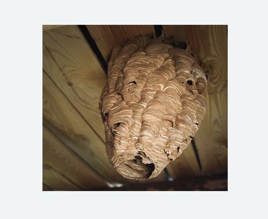 обработка от шершней в Бахчисарае