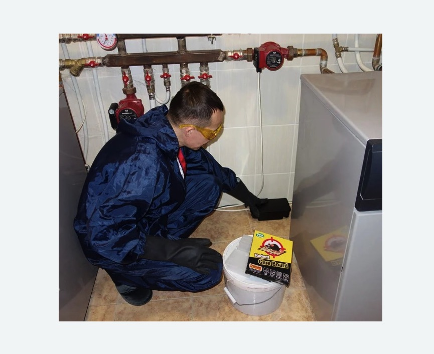 Уничтожение крыс в Бахчисарае