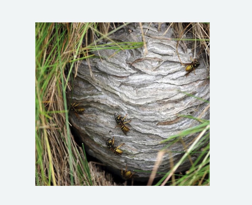 Уничтожение ос и ульев в Бахчисарае